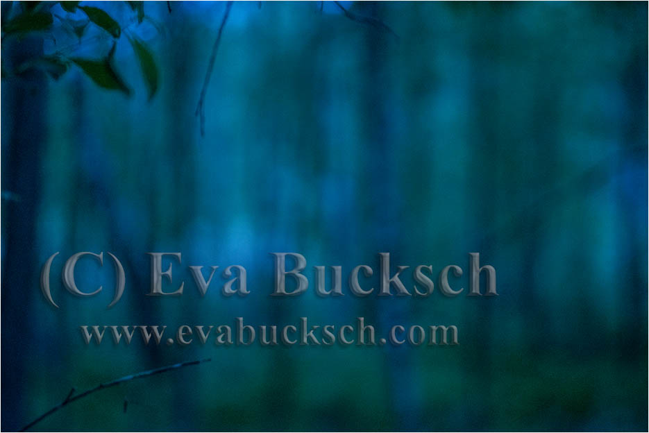 Trädandar - foto av Eva Bucksch